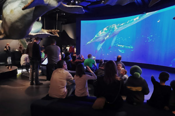 Visitors watching swimming saurians on the screen