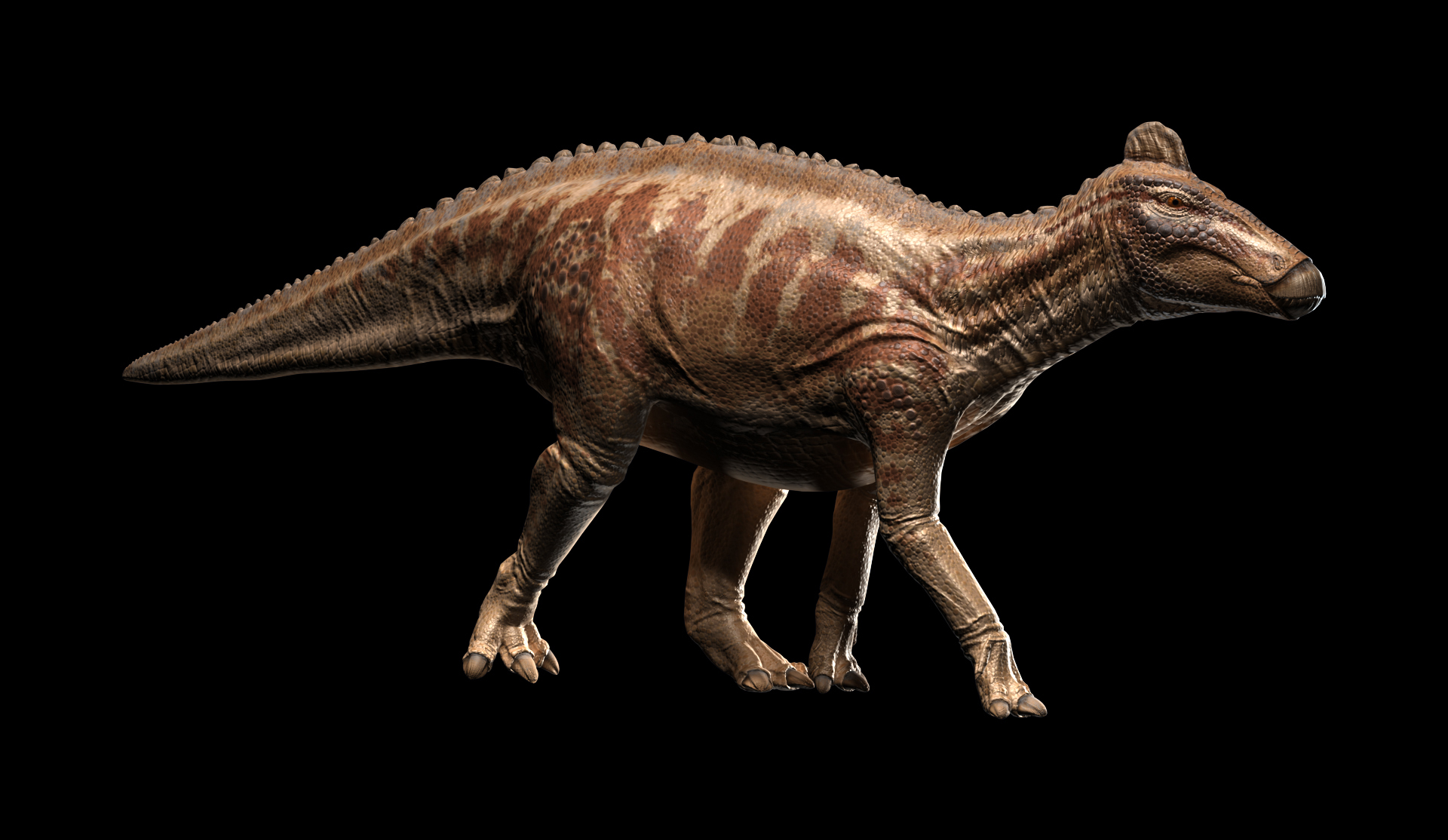 edmontosaurus.jpg